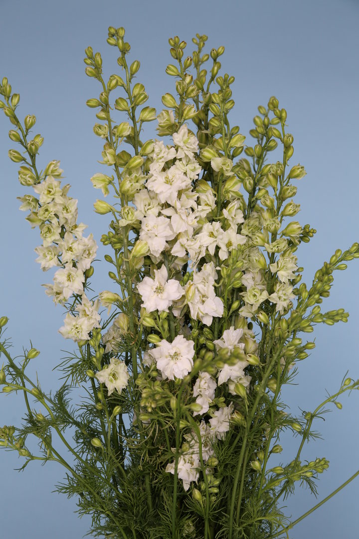 Larkspur - White - Delphinium